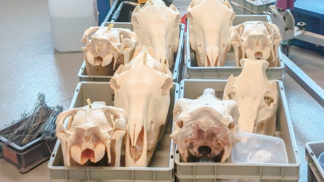 AU Viborg - patologi & anatomi